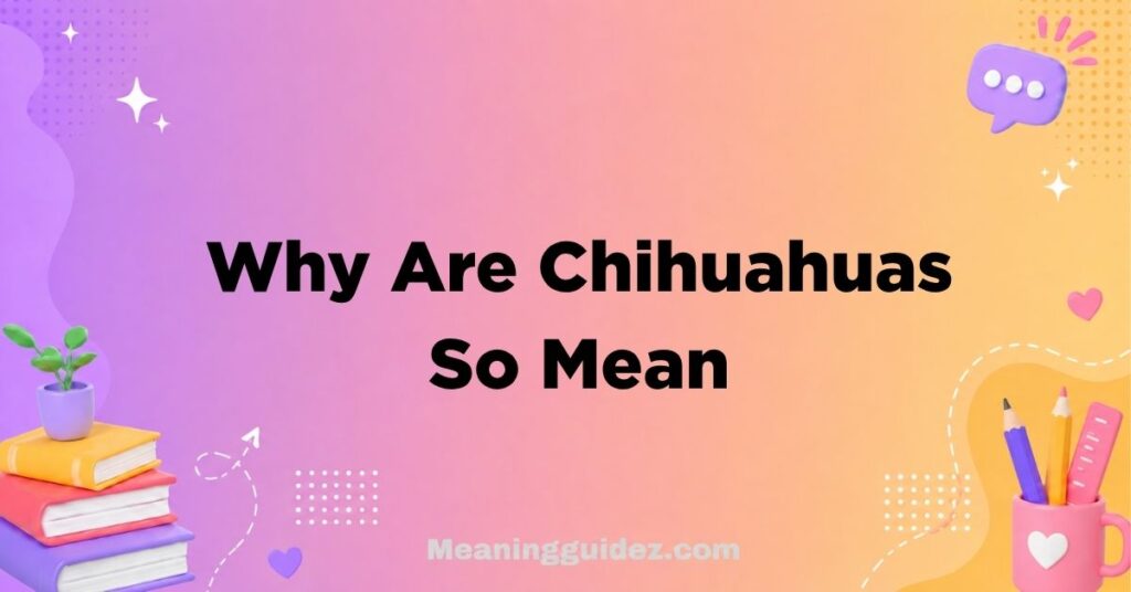 Why Are Chihuahuas So Mean
