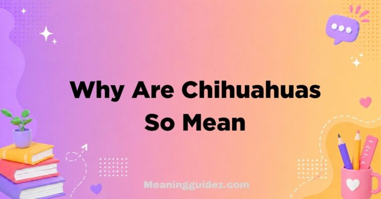 Why Are Chihuahuas So Mean